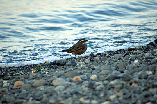 pajarito