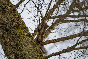 a squirrel jumps on a branch