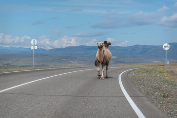 camel road asphalt mountains steppe