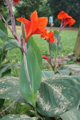 Obraz premium Golden canna. Close-up of flowers 
