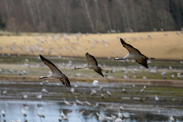 flying crane close up on landing approach