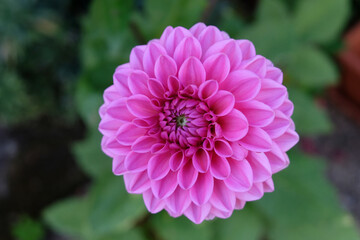 Dahlia commun fleuri en été en gros plan