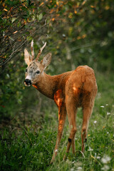 European Roe deer (Cervus capreolus) © Magdalena