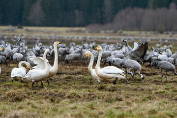 Swan, swans (Cygnus) flapping its wings, cranes (Grus grus) in the background