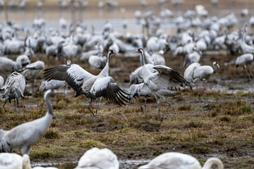 Cranes (grus grus) during a courtship dance and in the background a group of cranes eating and fighting and standing around the lake