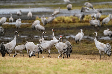 Cranes (grus grus) during a courtship dance and in the background a group of cranes eating and fighting and standing around the lake