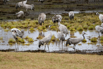 Cranes (grus grus) during a courtship dance and in the background a group of cranes eating and fighting and standing around the lake