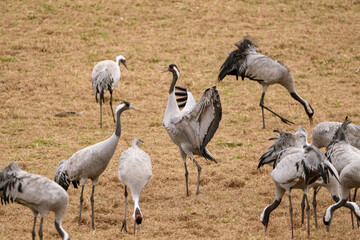 Group of cranes eating and fighting and standing around the lake