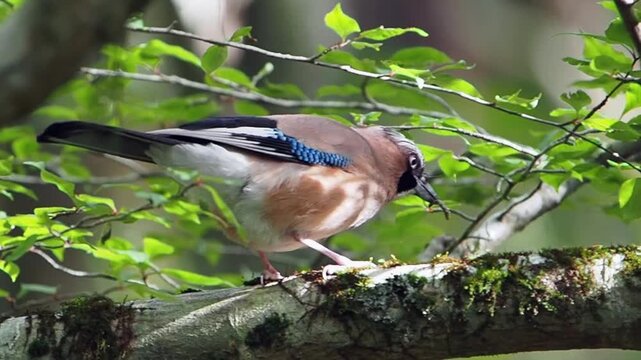 枝の上でエサを見つけて食事中のカケス