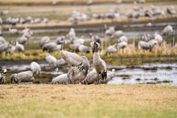Group of cranes eating and fighting and standing around the lake