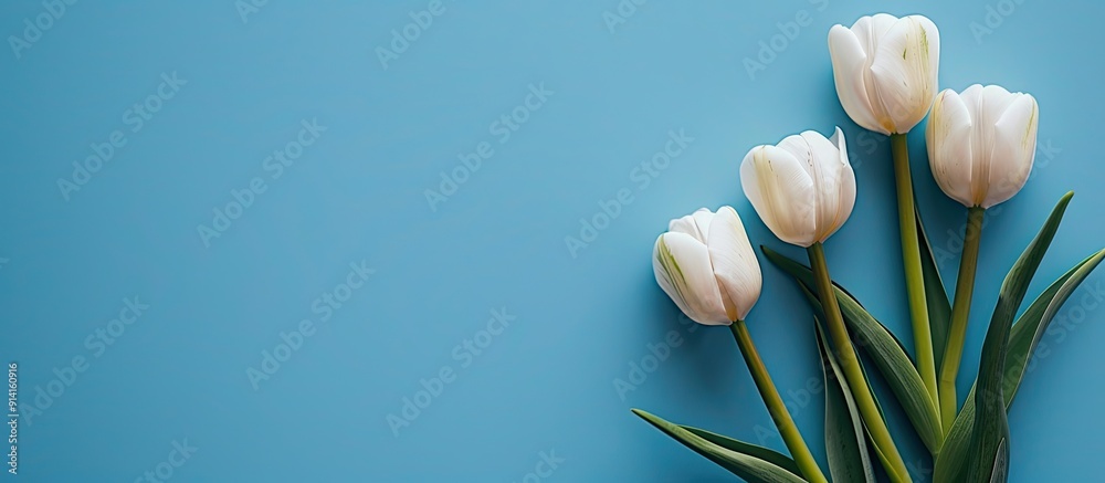 Poster a serene blue backdrop with five tulips ideal for a copy space image