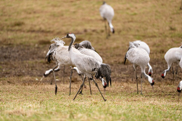 Group of cranes eating and fighting and standing around the lake