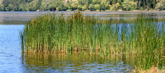 Reed swamp vegetation