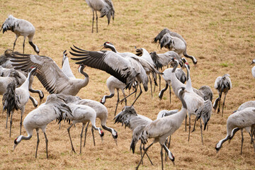 Group of cranes eating and fighting and standing around the lake