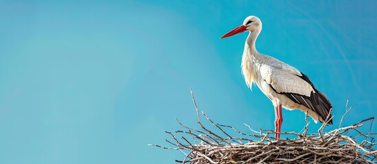 Fototapeta premium A white stork with a red beak perched on a nest crafted from small brown twigs against a sunny spring backdrop with a vivid blue sky including copy space for text or images