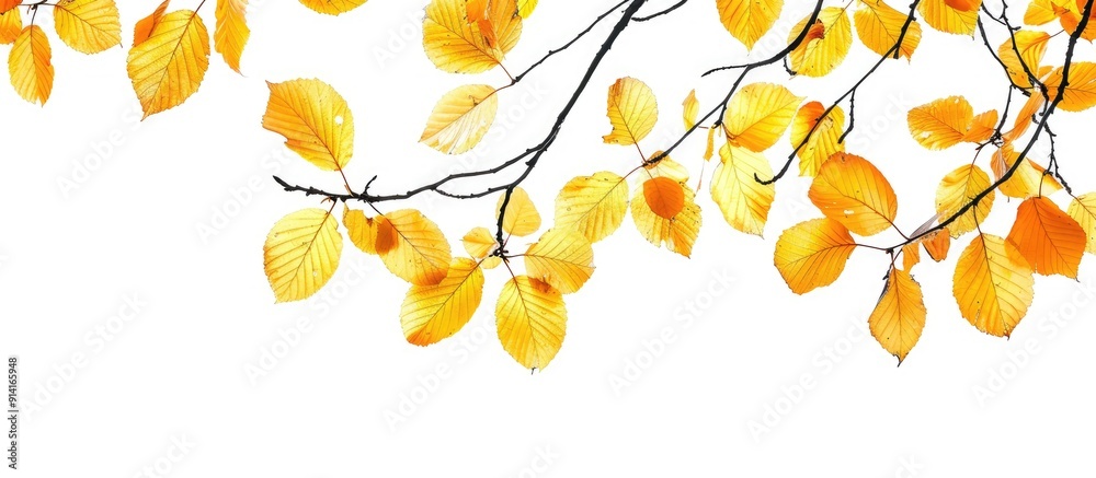 Poster An uncommon autumn season with yellow leaves on tree branches against a blank background creating a striking copy space image