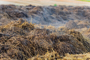 A pile of manure on the farm. Brown cow manure. Natural fertilizer.