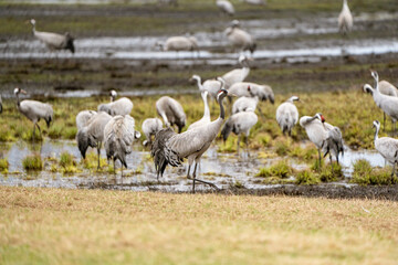 Group of cranes eating and fighting and standing around the lake