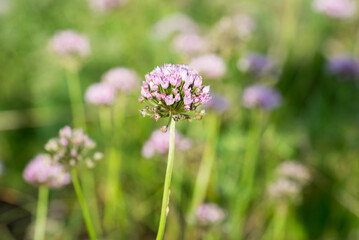 Mouse garlic, .Allium angulosum flowers closeup selective focus
