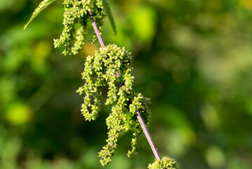 Common nettle, .Urtica dioica flowers closeup selective focus