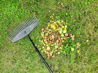 Autumn Yard Cleanup. A metal rake beside a pile of fallen leaves and apples on a grassy lawn, depicting seasonal garden work.