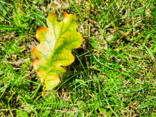 A single oak leaf with green and yellow hues rests on a bed of fresh green grass, symbolizing the change of seasons.