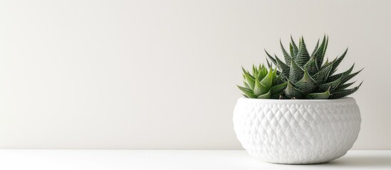 Haworthia attenuata succulent plants in a white flowerpot displayed on a plain white background with copy space image