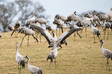 Cranes (grus grus) during a courtship dance and in the background a group of cranes eating and fighting and standing around the lake