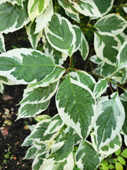 Close-up of lush variegated leaves with green and white patterns, showcasing nature’s intricate designs. Ideal for botanical and horticultural themes.