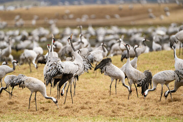 Group of cranes eating and fighting and standing around the lake