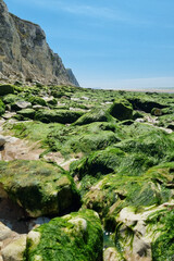 Rocky Coastal Terrain with Algae and Cliffs Under Clear Blue Sky - Natural Beach Landscape Photography for Posters, Prints, and Decor