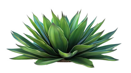 Fototapeta premium Agave bush on transparent background
