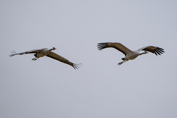 flying crane close up on landing approach