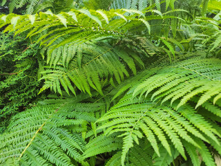  Lush Green Fern Foliage