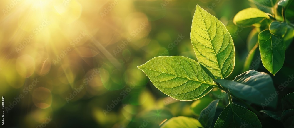 Aufkleber green leaf with copy space image against a blurred greenery background in a garden illuminated by su