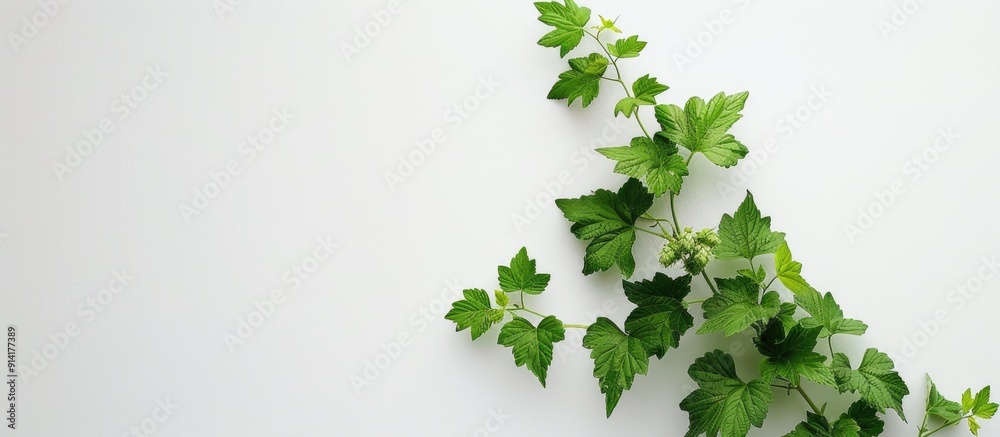 Aufkleber top view of a youthful hop branch with leaves set against a white backdrop ideal for a copy space im