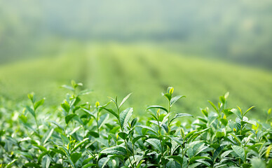 Obraz premium Fresh green tea leaves in a tea plantation. Tea plantations in the North, Chiang Rai, Thailand