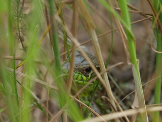 In the photo - The look of a wild lizard sitting in the grass.