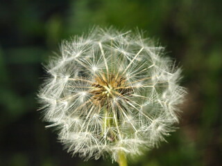 The photo shows a beautiful dandelion flower. Macro.