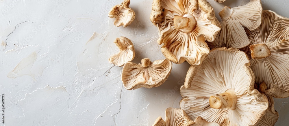 Poster mushrooms dried out displayed on a white backdrop providing copy space image