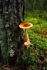 Edible mushroom growing in moss near a tree trunk in the forest
