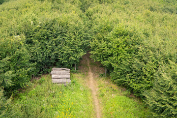 Naklejka premium Forest clearing with stacked logs surrounded by dense green forest from above