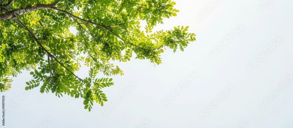 Aufkleber a tree with green leaves framing a clear sky provides a perfect copy space image for text