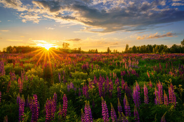 Sunrise or sunset on a field with purple lupines on a cloudy sky background in summer.