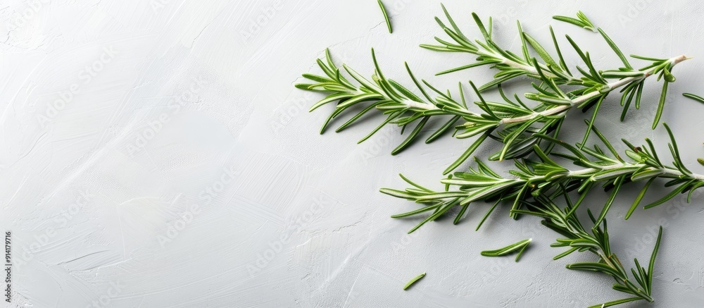 Poster fresh organic rosemary plant a fragrant herb adding flavor to dishes ideal for food preparation crea