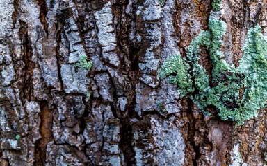bark of a tree