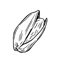 Hand drawn pistachio doodle. Nuts in sketch style. Vector illustration isolated on white background.