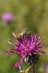 Bee collecting pollen from a purple thistle flower on a meadow	