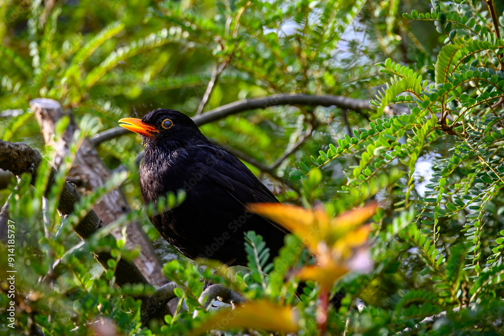 Sticker close up portrait of a male Blackbird Turdus merula perched in a tree