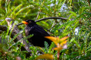 close up portrait of a male Blackbird Turdus merula perched in a tree